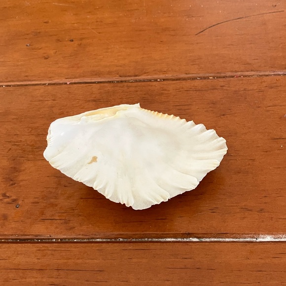 Clam Shell - Picture 3 of 3